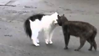 Улетный прикол про двух орущих кошек Улетный прикол про двух орущих кошек