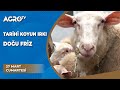 4500 Yıldır Bilinmekte Olan Koyun Irkı; Doğu Friz . Üretmek Karlı mı?/ Dr. Koyuncu - Agro TV