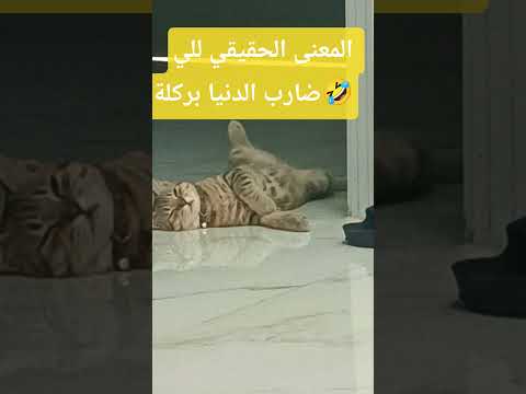ضحكني سمبا على النعيسة وقدام بيتي باش ما نقفلش شبع وتشبح قططي  لايك واشتراك