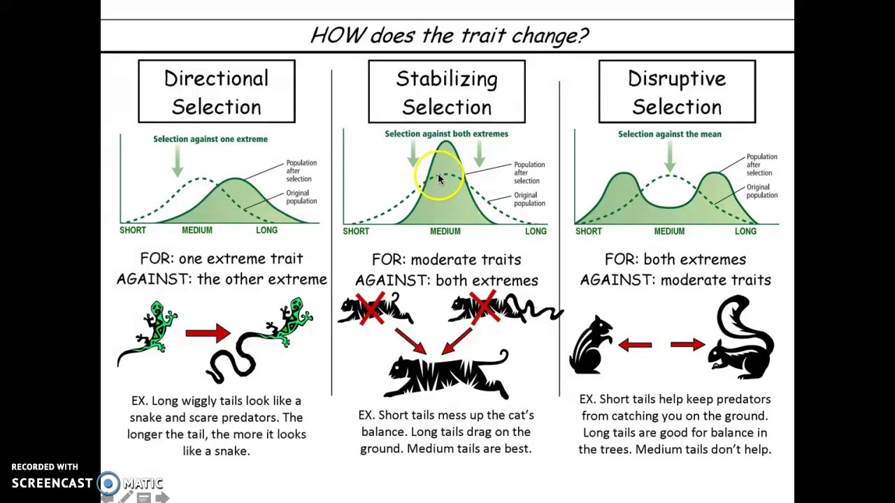 Three Types of Natural Selection - YouTube