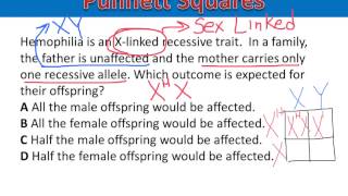 Punnett Square STAAR Review #19