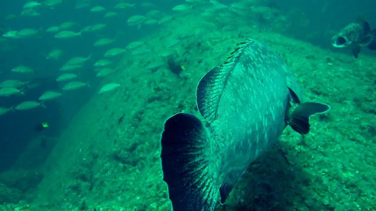 Epinephelus marginatus (Dusky grouper)