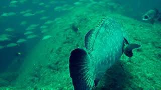 Epinephelus Marginatus Dusky Grouper