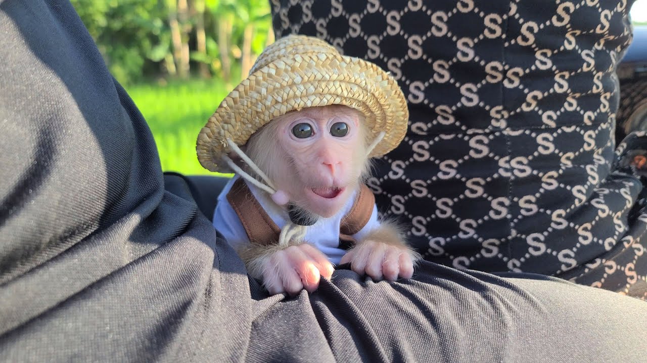 Baby Monkey David has an interesting picnic