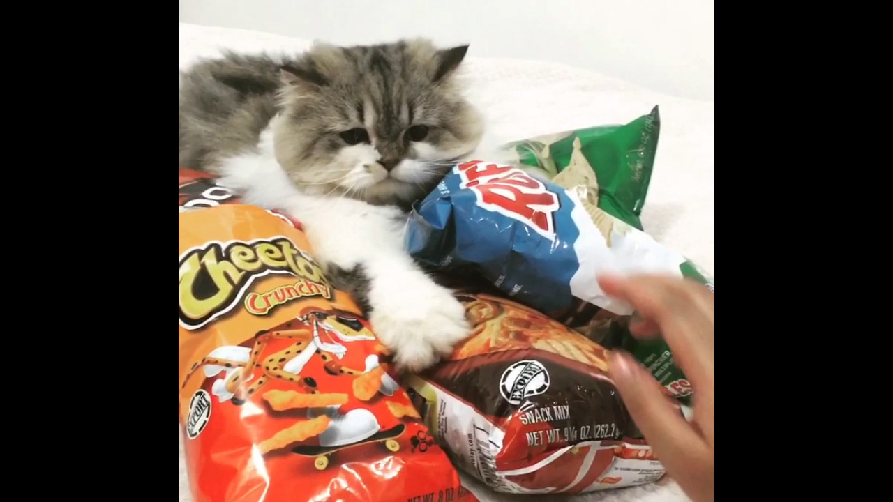 cats chips