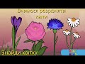 Весняні квіти Вгадай яка це квітка про квіти первоцвіти для дітей