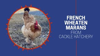 French Wheaten Marans