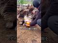 ダチョウの卵を手でキャッチする理由