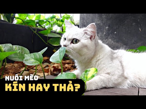 #1 Nuôi Mèo KÍN hay THẢ 🐈🏡 | Có Nên Cho Mèo Đi Chơi (Thả Rông) Không? Mới Nhất