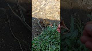 Di lepas sejak kecil agar bisa mengenal habitat aslinya bukan di sangkar