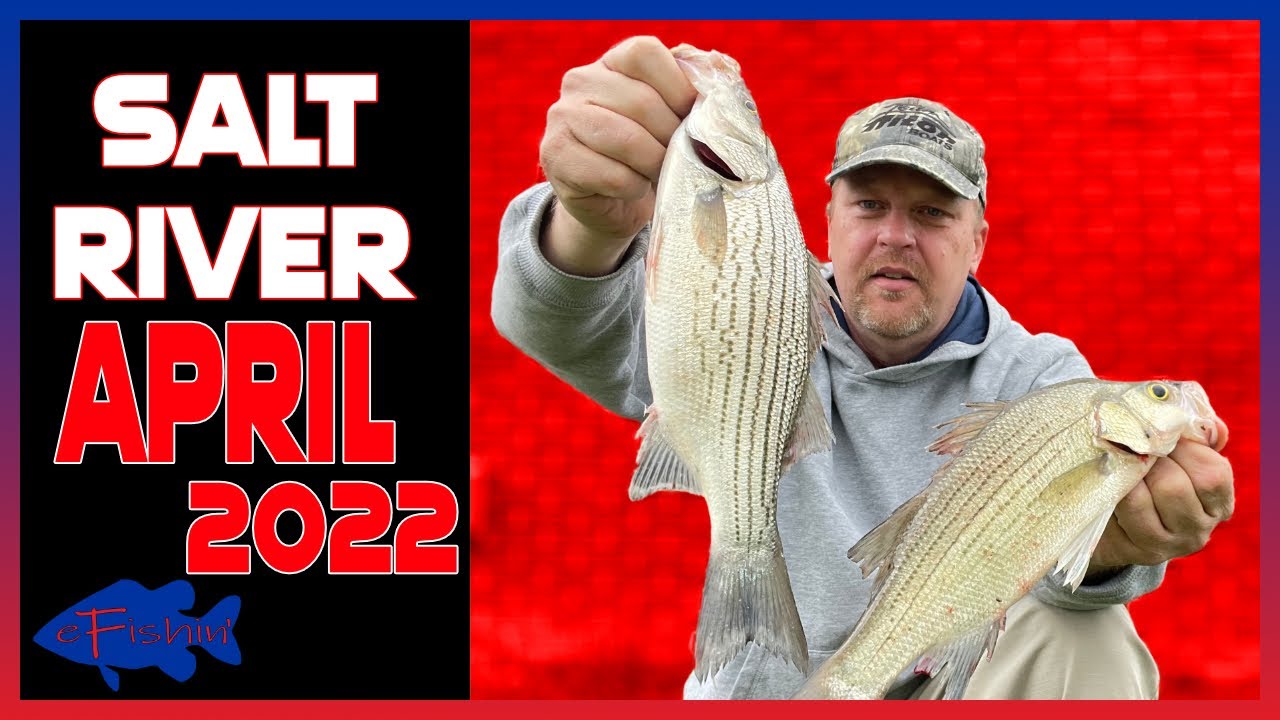 Salt River White Bass 2022  The Start Of The RUN!! 