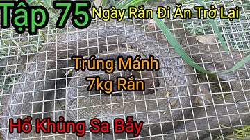 Tập 75/ Trở Lại Bình Xuân Gò Công Tây Gặp Ngày Rắn Đi Ăn Trở Lại Cái Kết 7kg Rắn