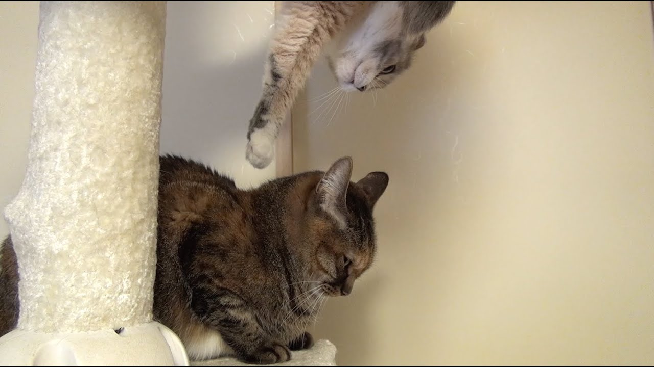動物小百科 遊びたい猫と怒る猫 Cat that want to play and Angry cat