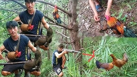 ต่อไก่ป่าเข้าดีมากยิงได้ตัวแม่ dib qaib qus tuaj zoo kg