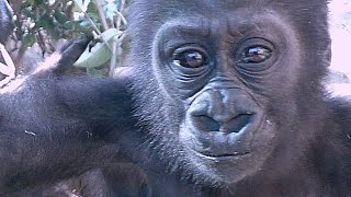 ゲンタロウ兄ちゃんの威嚇にいつも緊張するキンタロウ💗ゴリラの兄弟【京都市動物園】