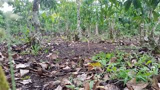 Luppak Way Trpksa Mlumpuhkan Bl Yg Ganas Di Lokasi Menguk