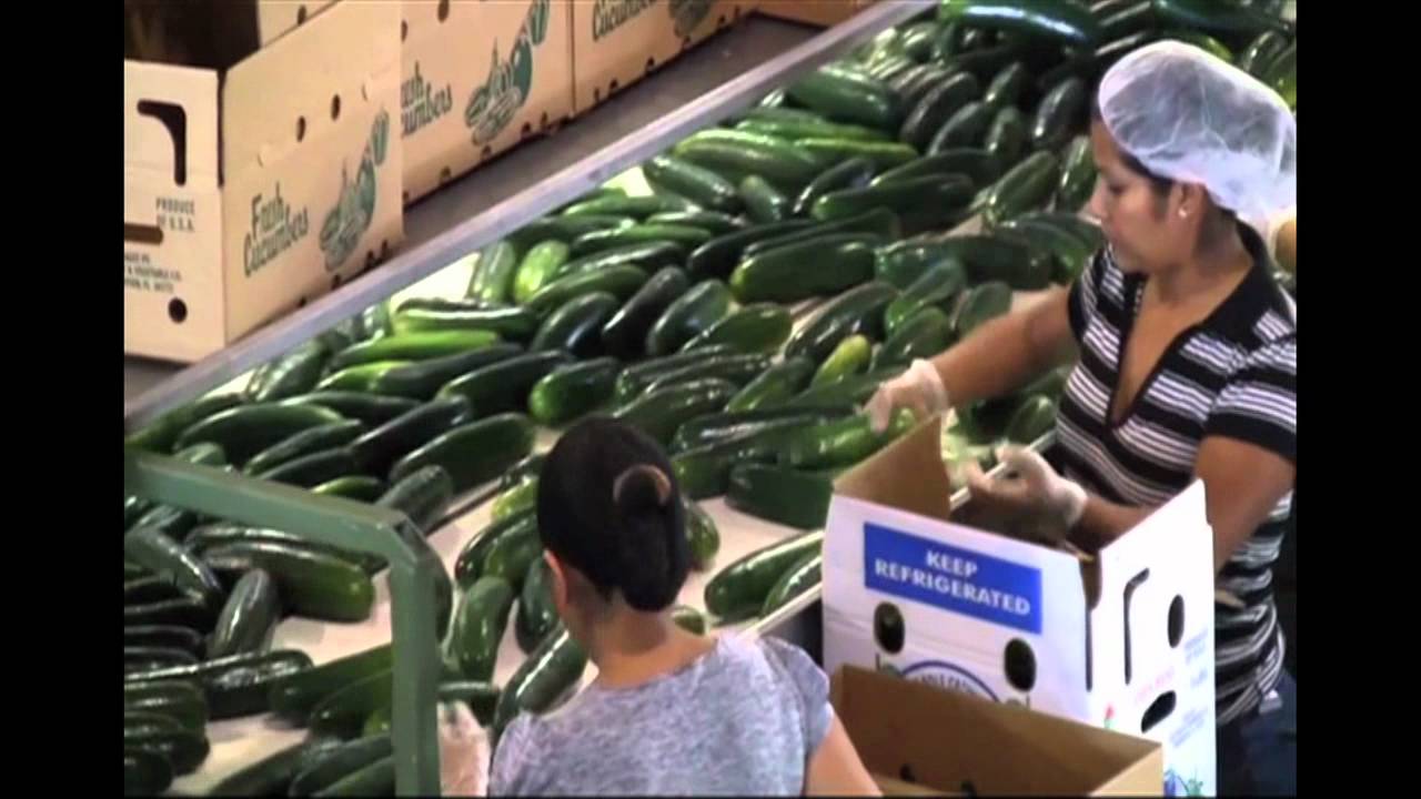 Patrick Haggerty First Lady Vegetables