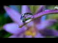 Spring flowers Inspiration of divine love Timelapse - Piano Instrumental Music