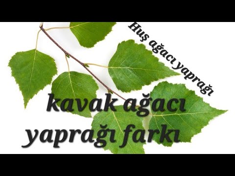 Video: Aspen ve huş ağacı arasındaki fark nedir?