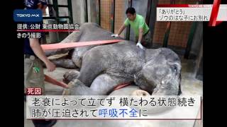 井の頭自然文化園　ゾウの「はな子」しのぶ献花台