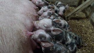 видео: Опорос свинки породы пьетрен макстер 🐷 картинка: Опорос свинки породы пьетрен макстер 🐷