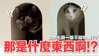 【好味小姐】全家貓咪都疑惑？新家出現一堆不明物體？｜好味貓日常170