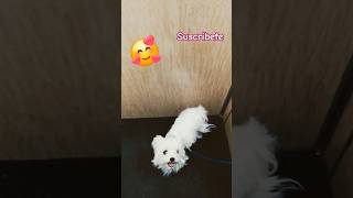 perrito feliz #cute #puppy dog mira lo q hace para salir #shorts animals natural