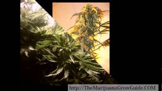Growing Pot Indoors, White widow and Some ICE!
