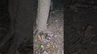 Grand Tantrum Of New Abandoned When Jolie Dont Hug Go To Sleep At Night