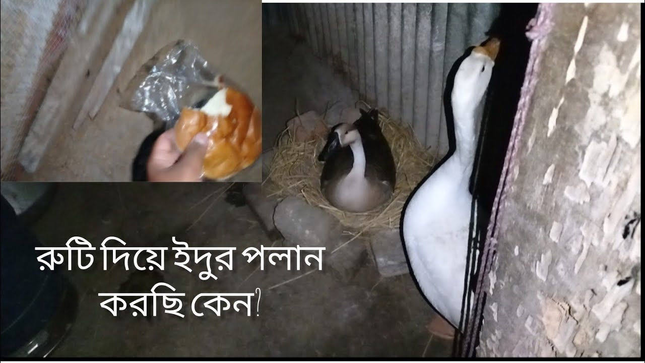 রাজহাঁসের ৪ টি ডিম থেকে ১টি ডিম খুজে পাচ্ছি না🥹,আর কোনো উপায় না পেয়ে ইঁদুরকে খাবার খাওয়াচ্ছি   