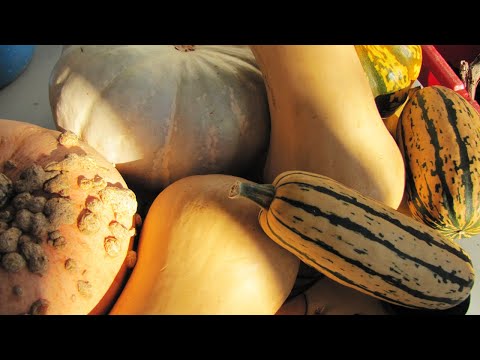 Diverse Delights of Squash: A Farmer's Favorite Varieties