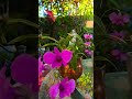 #miami #dendrobiums #love #flowers #orchids #garden  #goodvibes