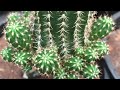 Basic how to do cactus branches - วิธีทำให้โลบิเวียมีหน่อเยอะๆ | 2 กรกฎาคม 2562