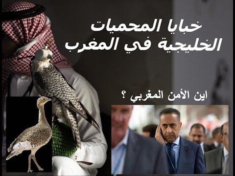 سرقة ثروات المغرب في المحميات الخليجية بالمغرب أين المخابرات