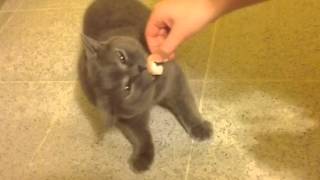 Как Британский кот поедает креветку