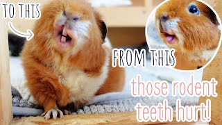 Vicious Guinea Pig Attack Lots Of Wheeking