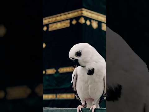 Burung ababil #aiart #ababil #burungababil #burung #suaraburung