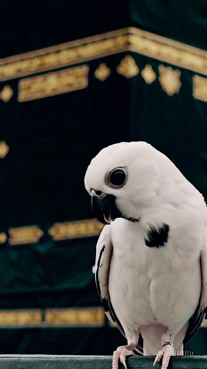 Burung ababil #aiart #ababil #burungababil #burung #suaraburung