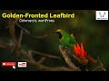 Golden-fronted leafbird / (Chloropsis aurifrons)