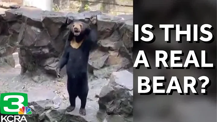 China zoo says sun bears real, some think it looks like human in costume
