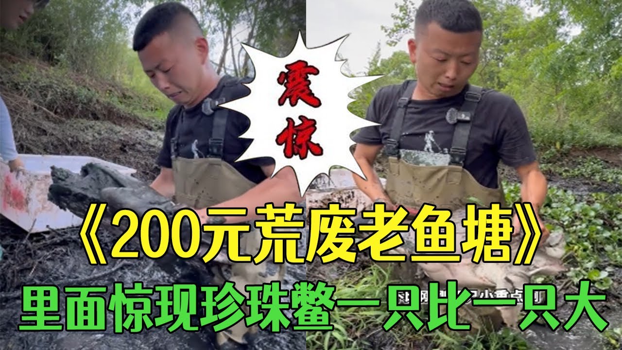 花200包下壹口荒廢的老魚塘，裏面竟驚現珍珠鼈，壹只比壹只大發大財了！#三農 #戶外 #農村生活#小飛哥#抓魚vlog