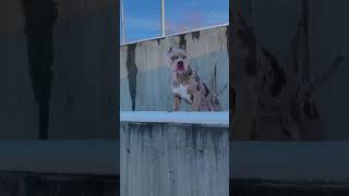 American Xl Bully Bunny Hops The Snow