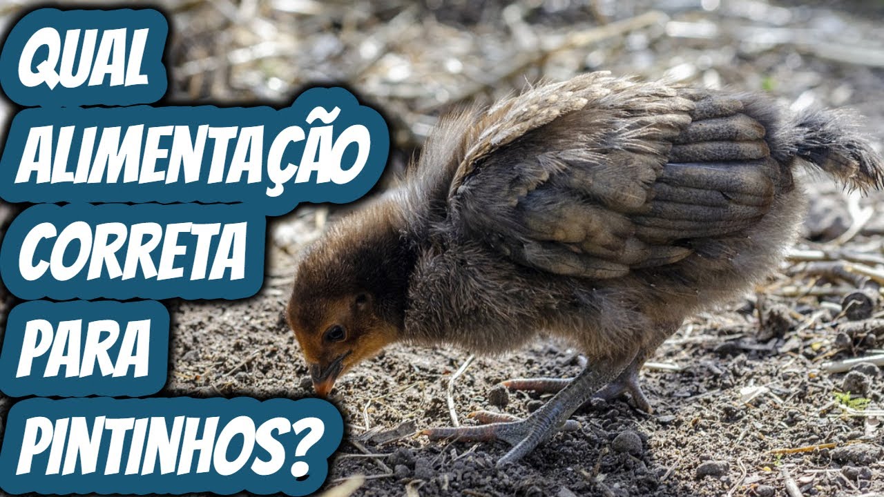 Qual o melhor tipo de alimentação para os pintinhos? O que dar para ...