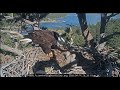 JACKIE BRINGS FISH & FEEDS BOTH EAGLETS BEAUTIFULLY!LIGHT BONKING & FULL CROPS ON BOTH CHICKS! 💕🐟🦅🐣🐣
