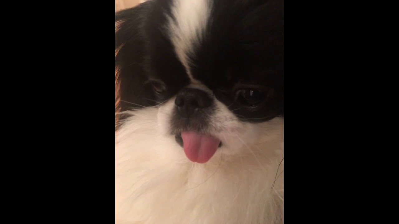 camera iphone 8 plus apk MOVIE.mp4