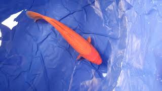 20200328 Tosai Benigoi Female 42 cm Ogata Koi Farm
