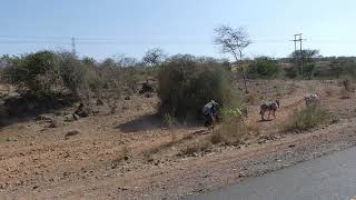 African Safari road trip includes villages and shops