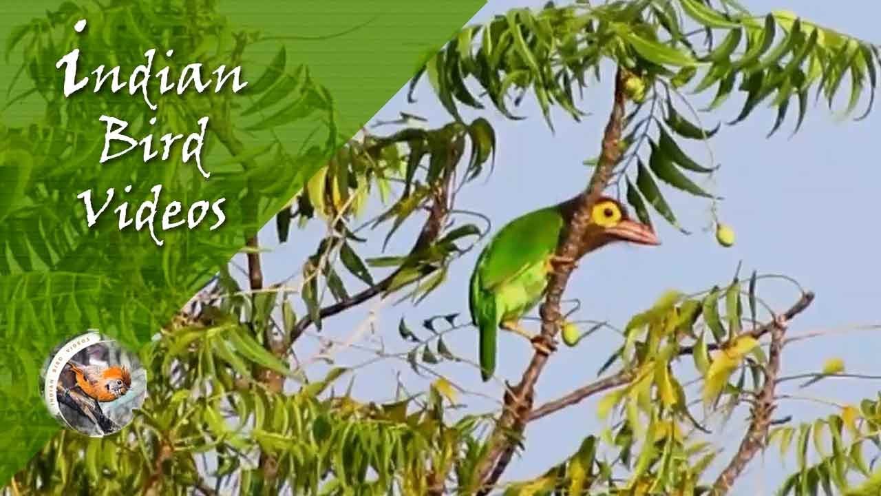 The Brown Headed Barbet (Psilopogon zeylanicus) - Indian Bird Videos