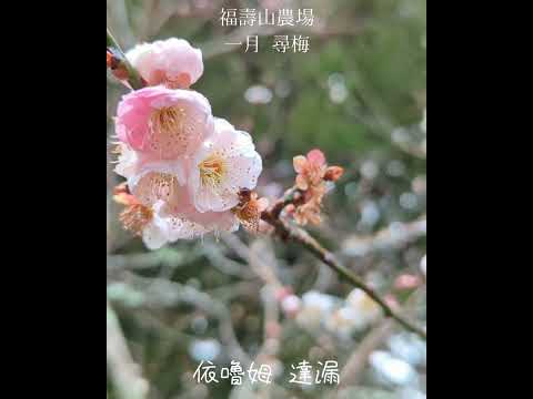 初戀。First love 。福壽山農場 一月 尋梅。