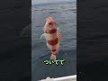 高級魚の鯉のぼりだ・・ #Shorts